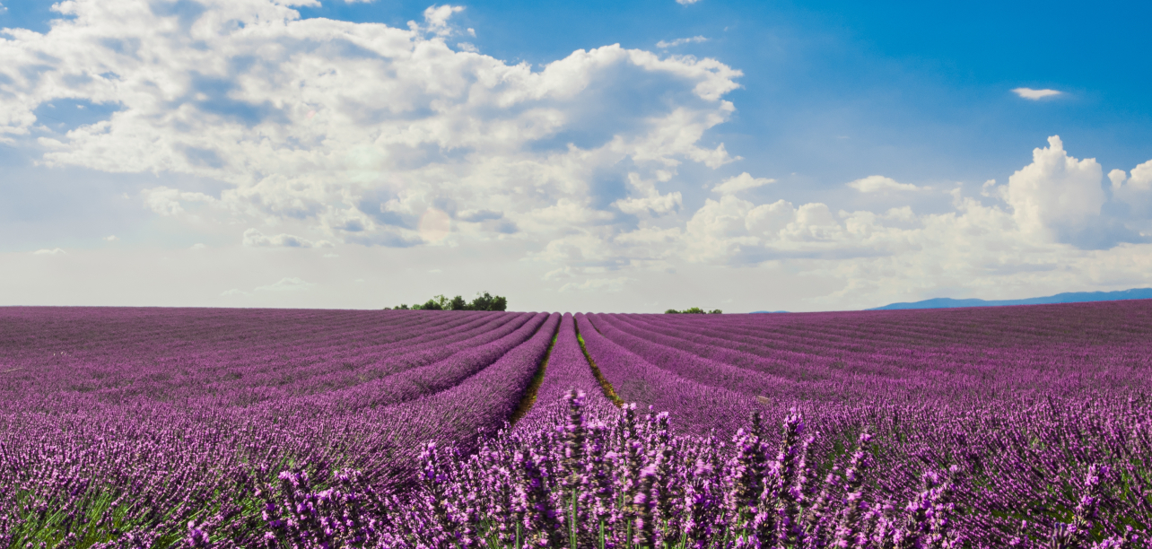 Die Pfälzer Provence: Eintauchen und den Duft genießen, Foto: © Magnific